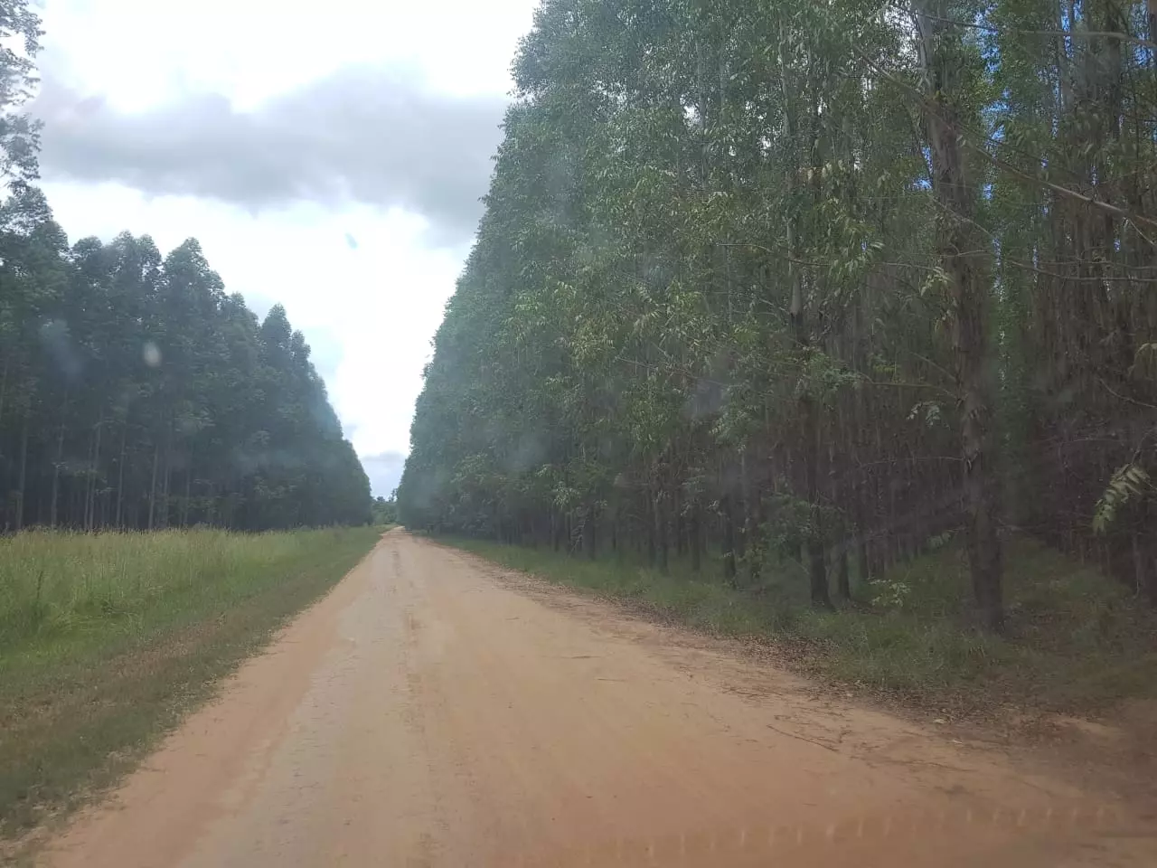 ¿Puede la plantación de bosques salvar realmente el planeta?