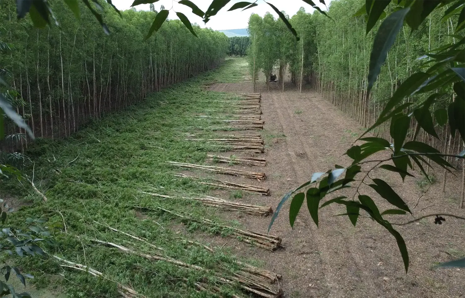 Empresa Forestal e Industrial SA plantacoes florestais